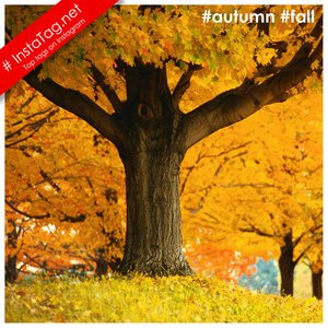 fall tags