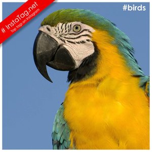 Birds tags