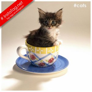 Tags Cats