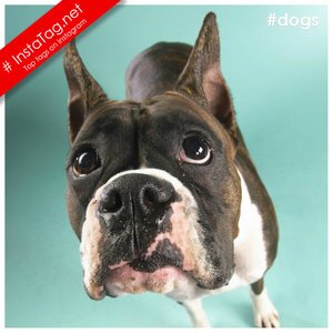 Tag Dogs