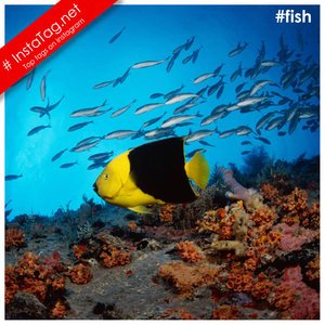 Tags Fish