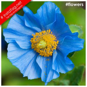 Flowers tags