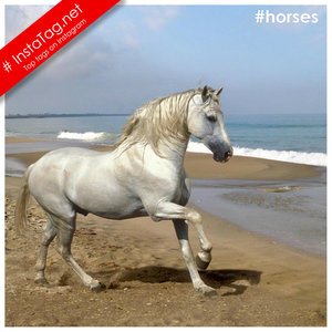 Tags Horses