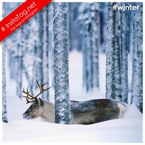 Winter tags